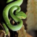 viper_green_tangkoko_v_0050_sul1223.jpg
